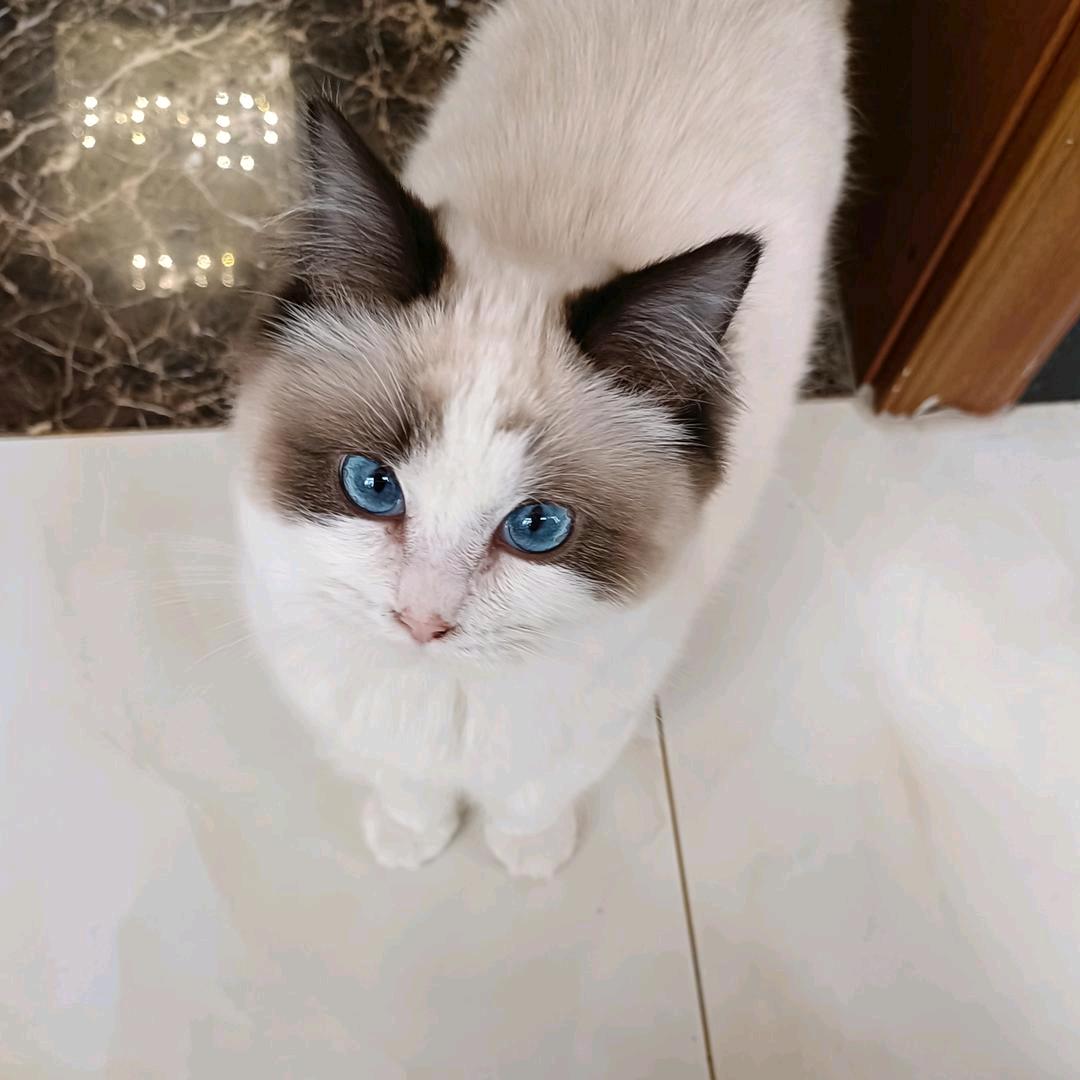 柠檬的甜
