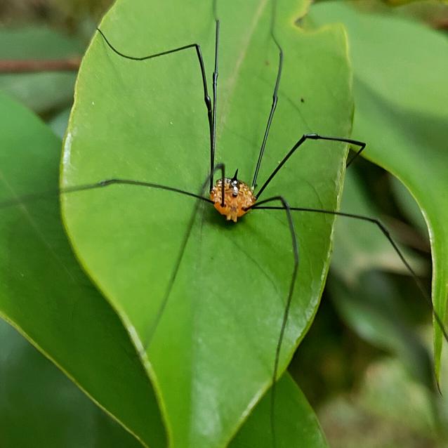 🍃((🌳⥎🌳))🍃