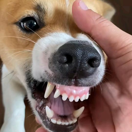 脆皮狗羊庄