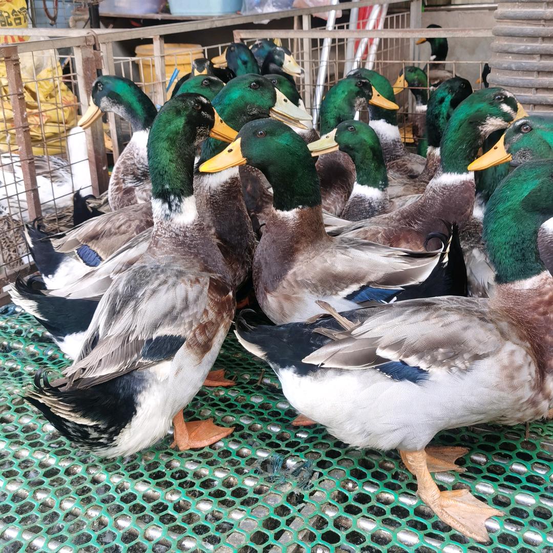 广西大型禽苗孵化厂