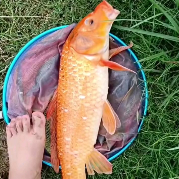 走啊喂鱼去