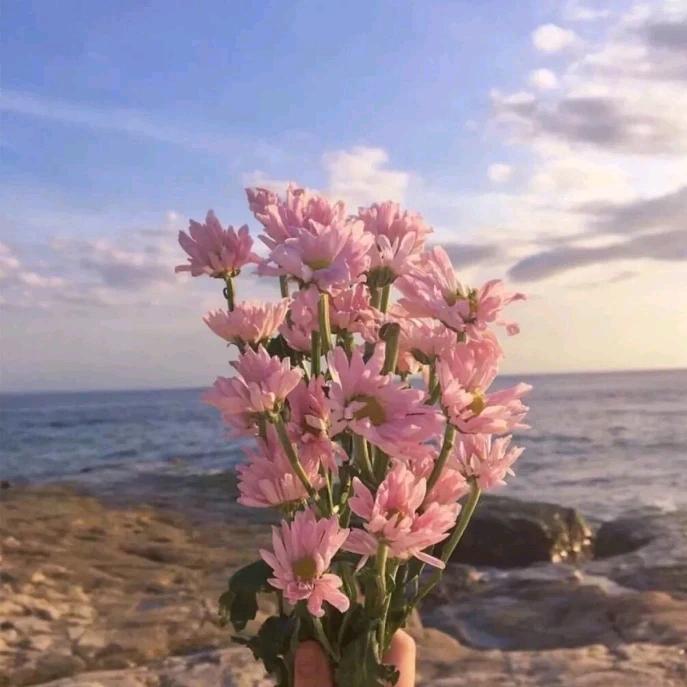 没柿不吃西红柿