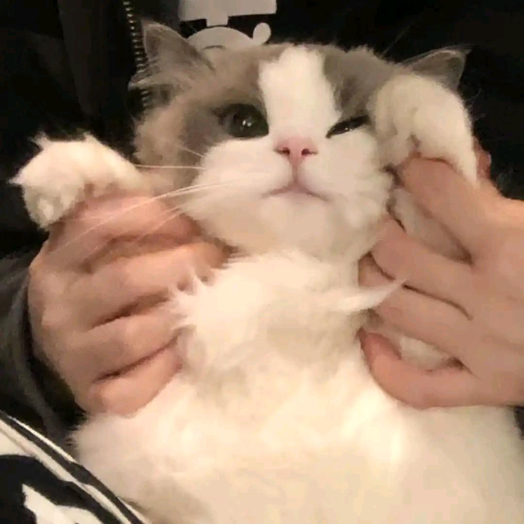 ℒ半颗糖
