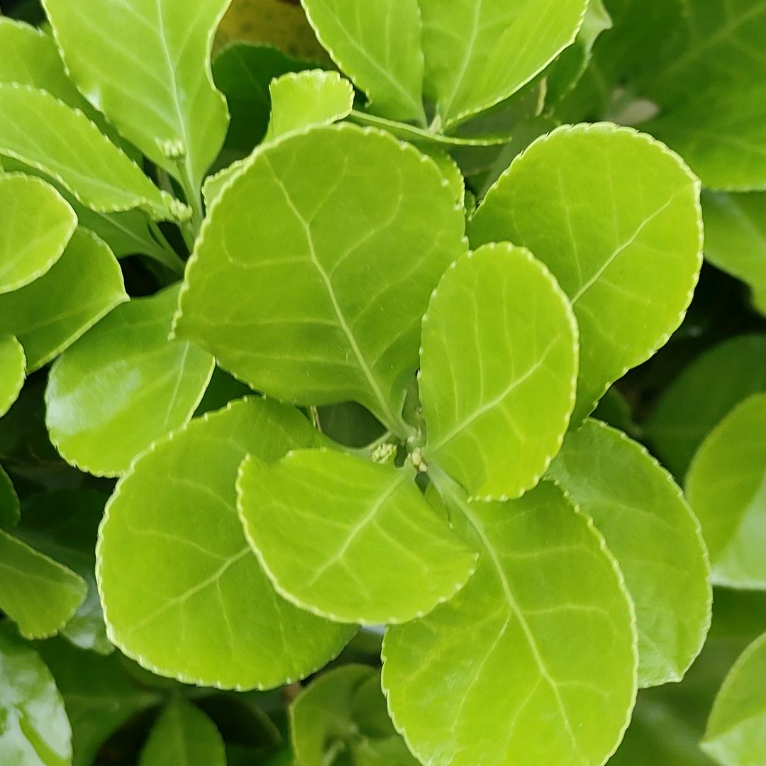 开始学习摆摊生涯