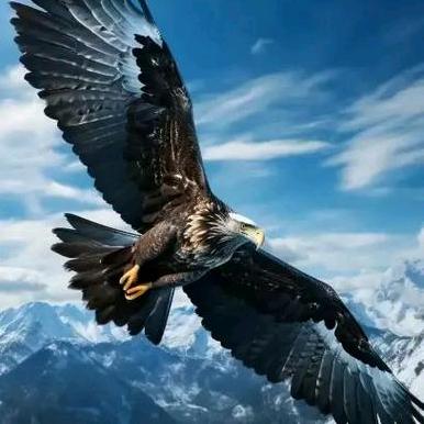 ☞孤独的猎鹰☜