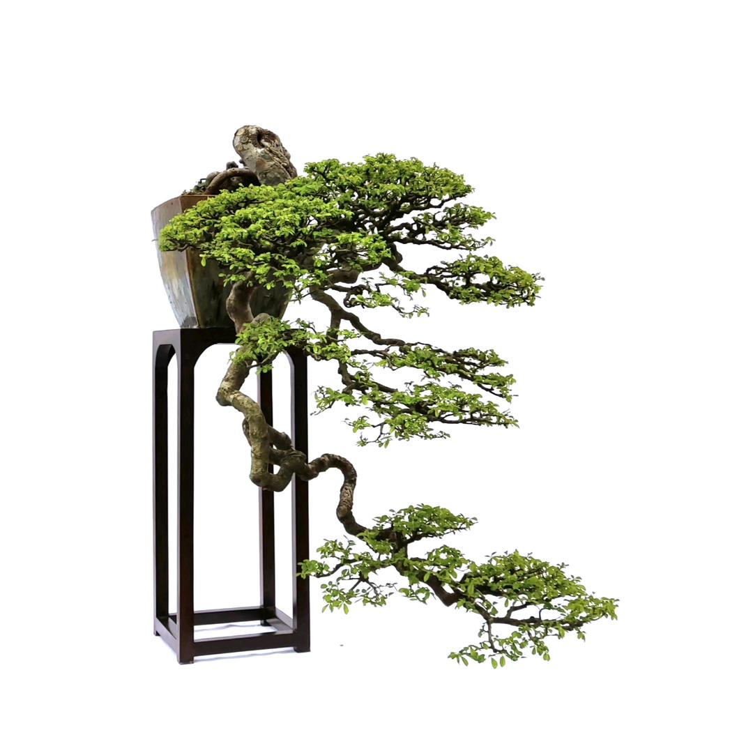 盆景艺人