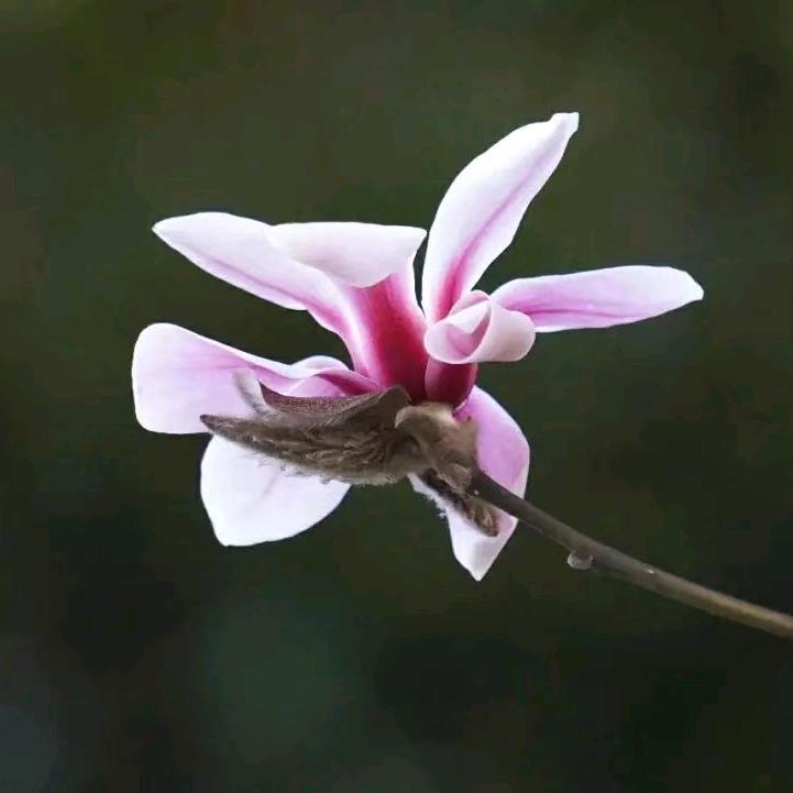 仙凡一念