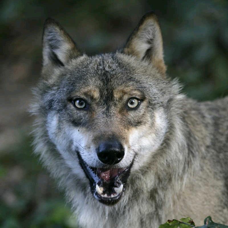 🐺狼来了