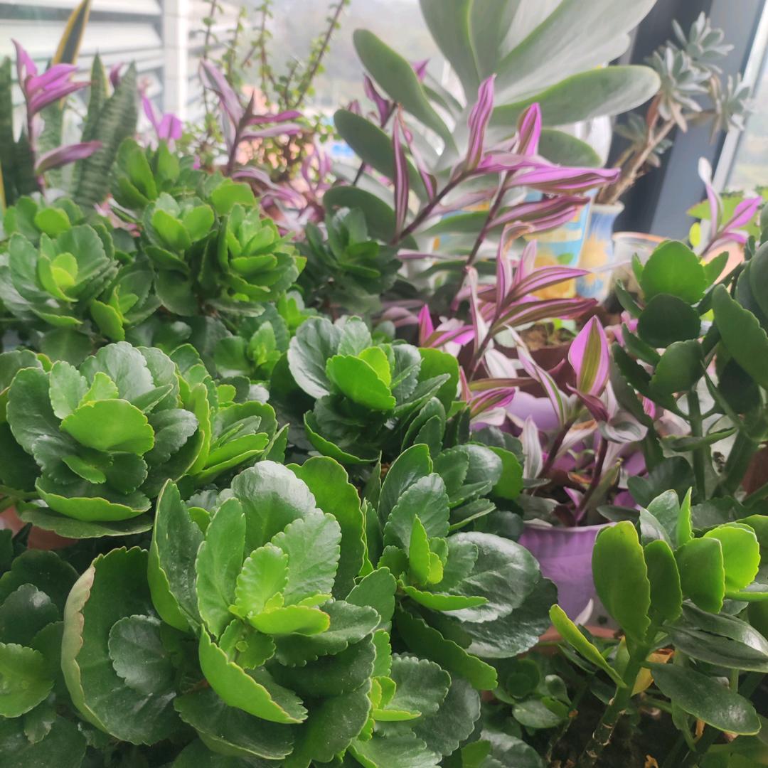 朝花夕拾