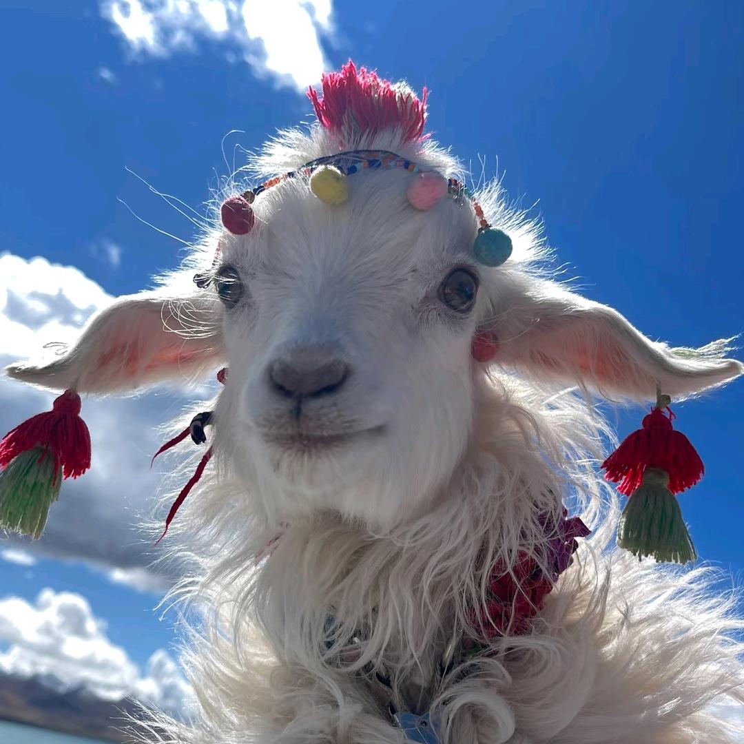 爱喝拿铁的糌粑（努力涨粉中）