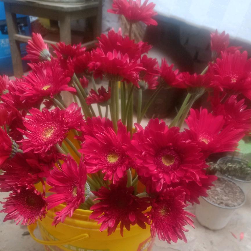 🌴萍姐🌷🌷🌷