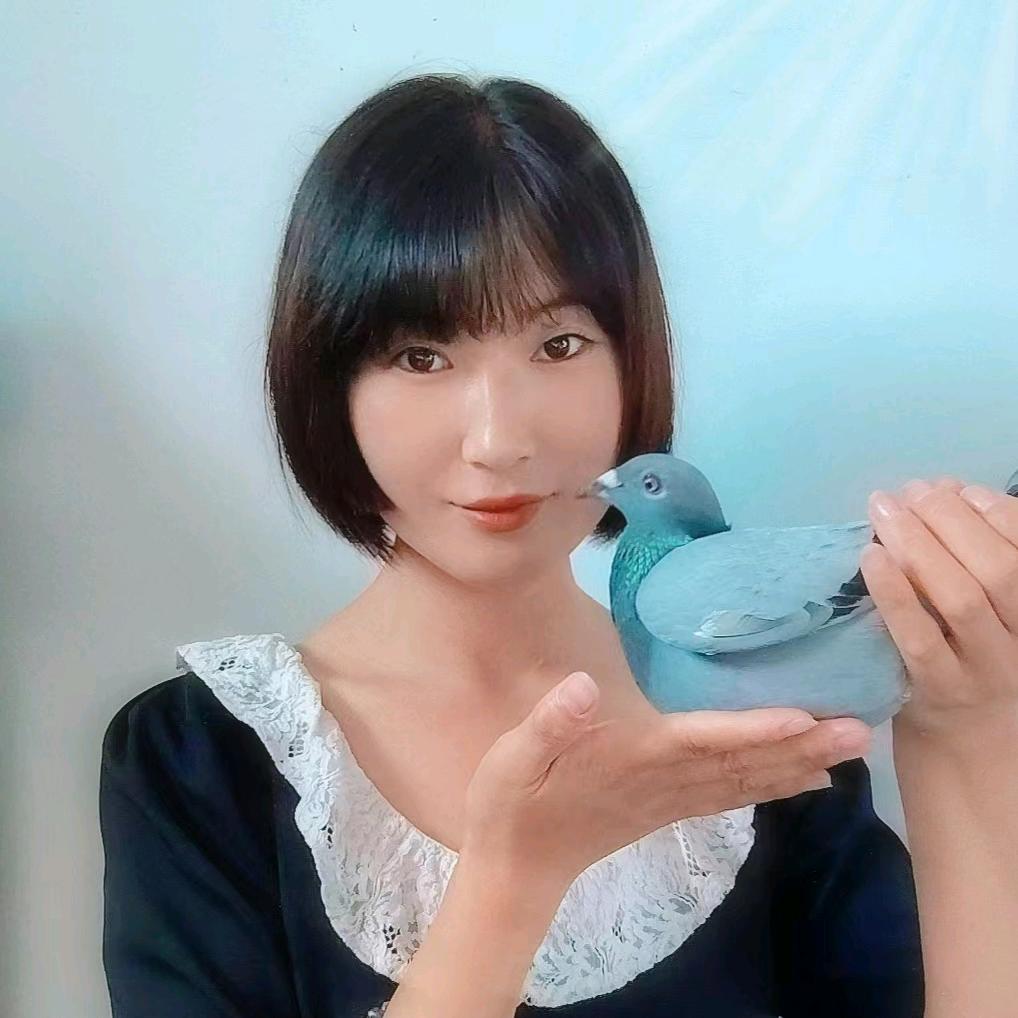 赛鸽小米