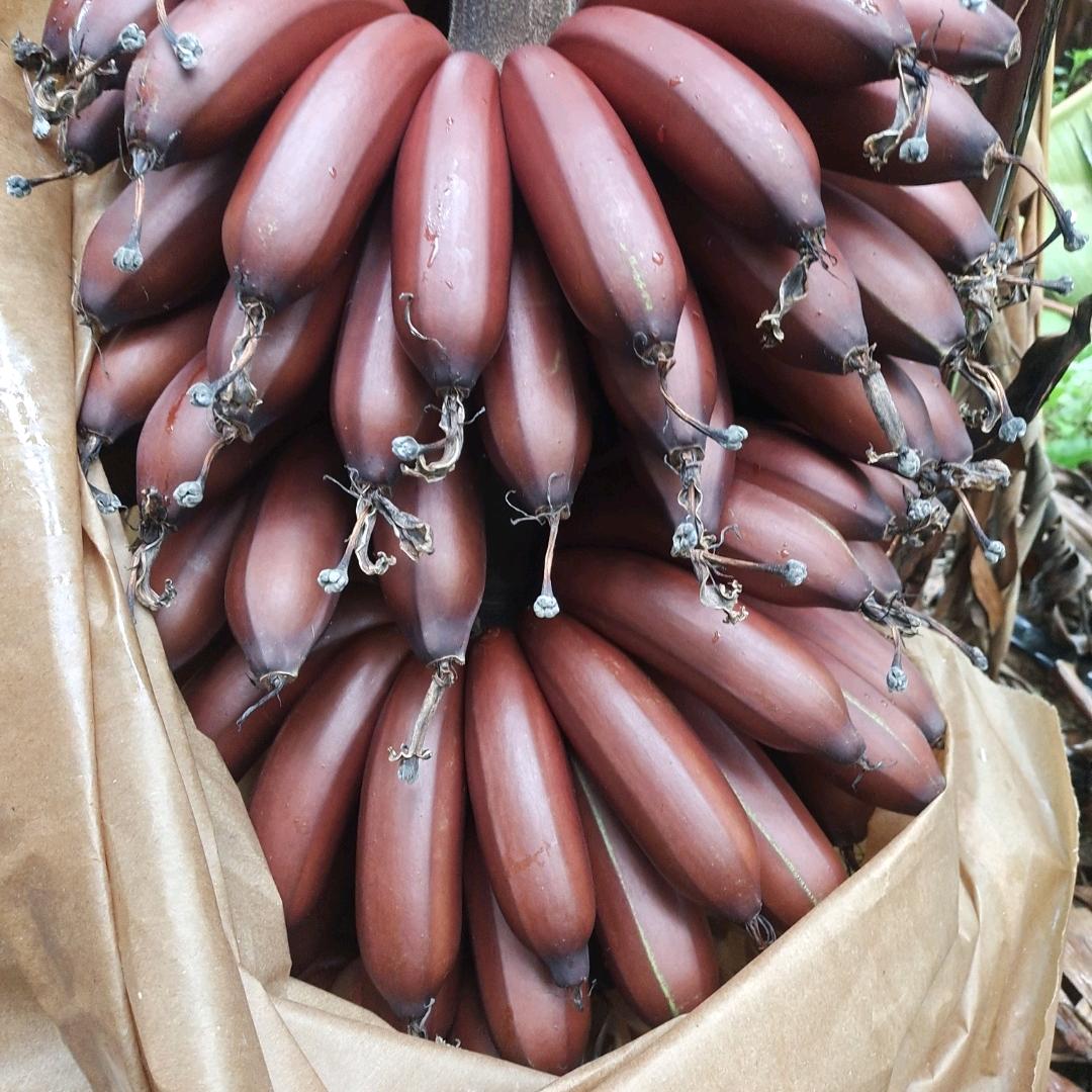 穿行者