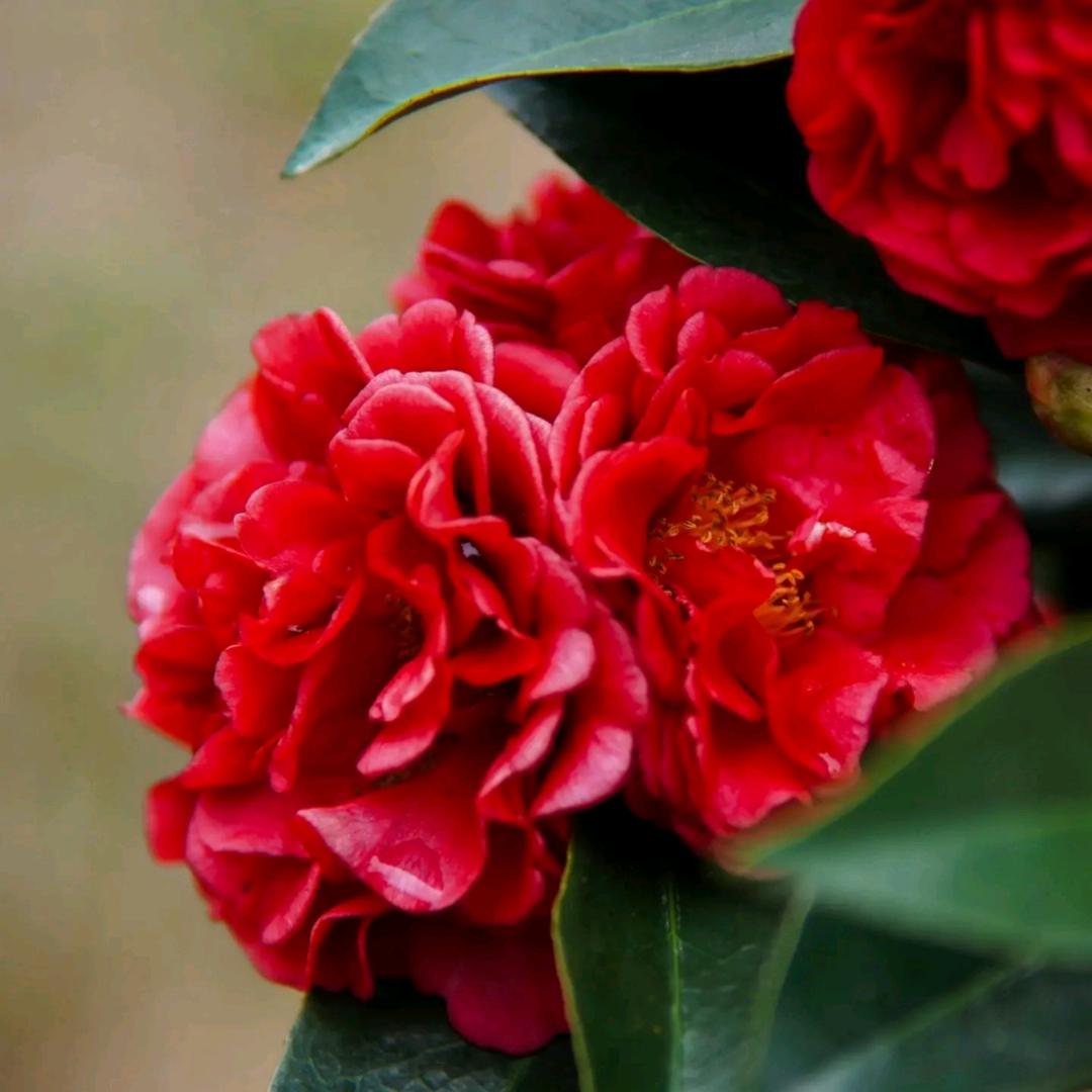 H&J上海海筠贸易园艺专卖店