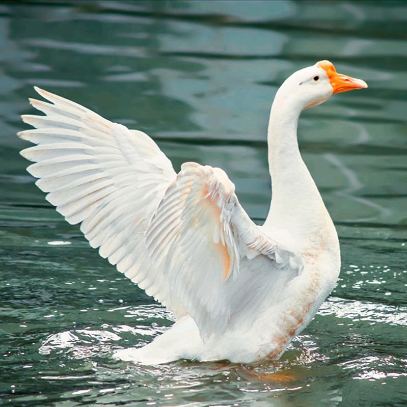 小研学姐（对口/单招）