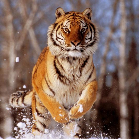 张氏乡村爆肚面馆