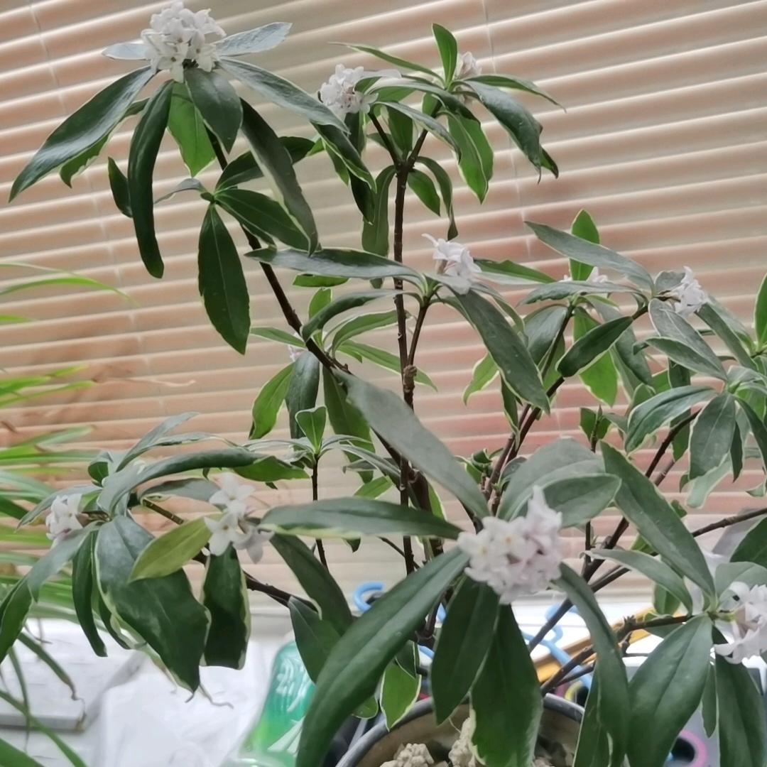 🌟一直在
