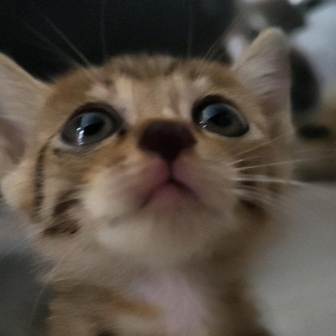 小温爱千玺