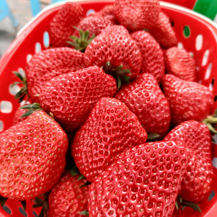 西彭马鞍草莓园