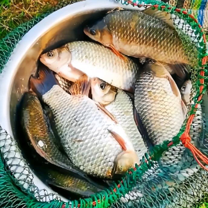 老张爱钓鱼---池州