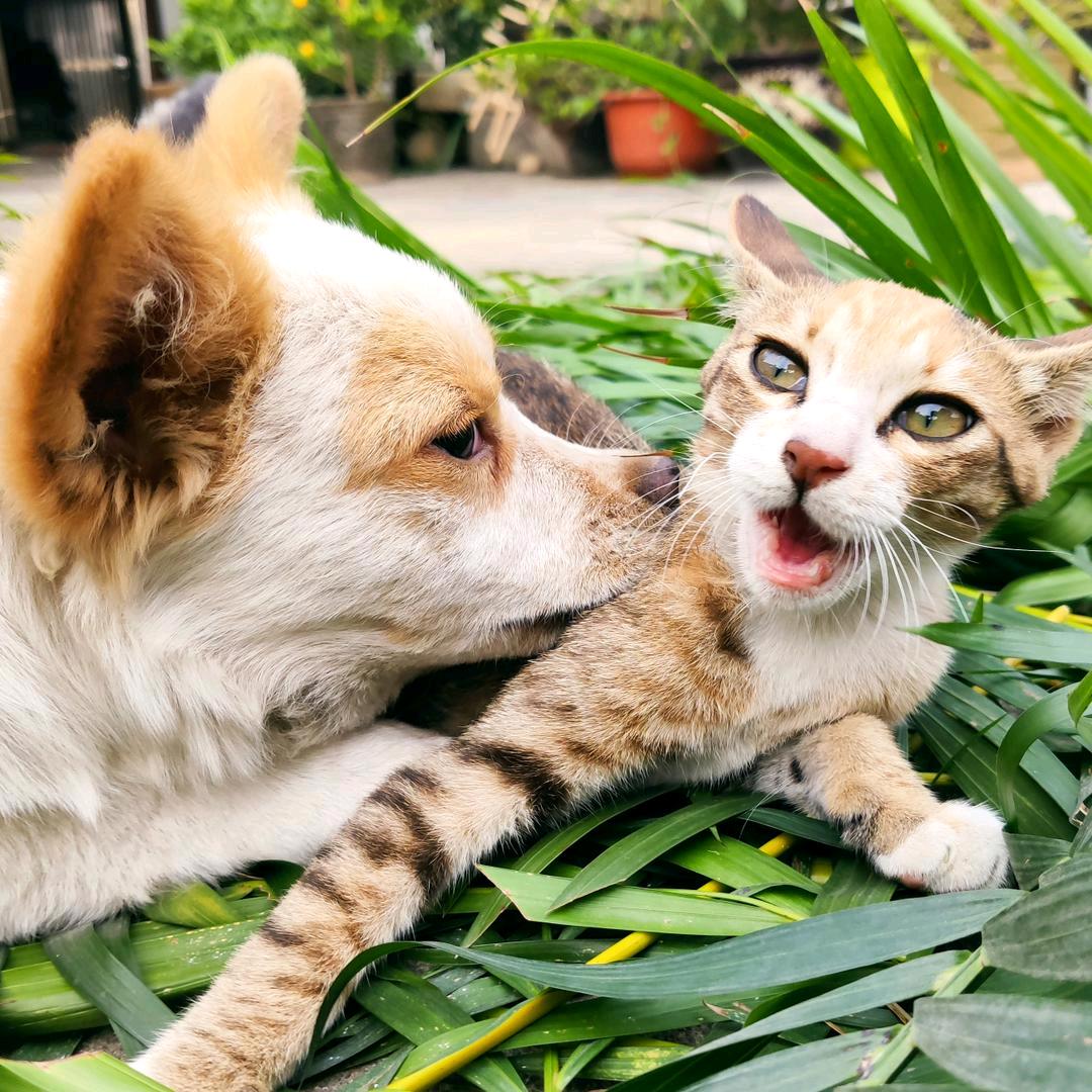 小头爸爸居然净身出户迎娶翻斗花园牛爷爷