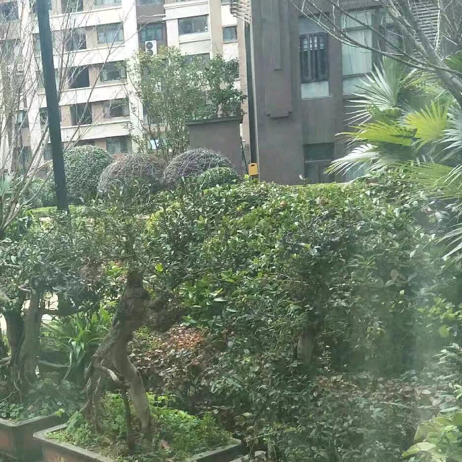 胖美