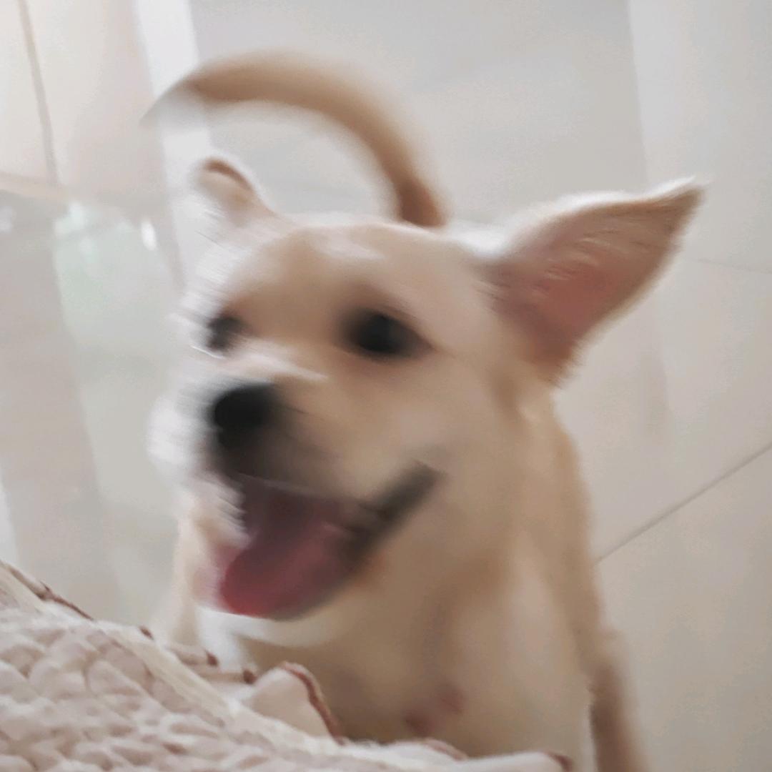 撒基
