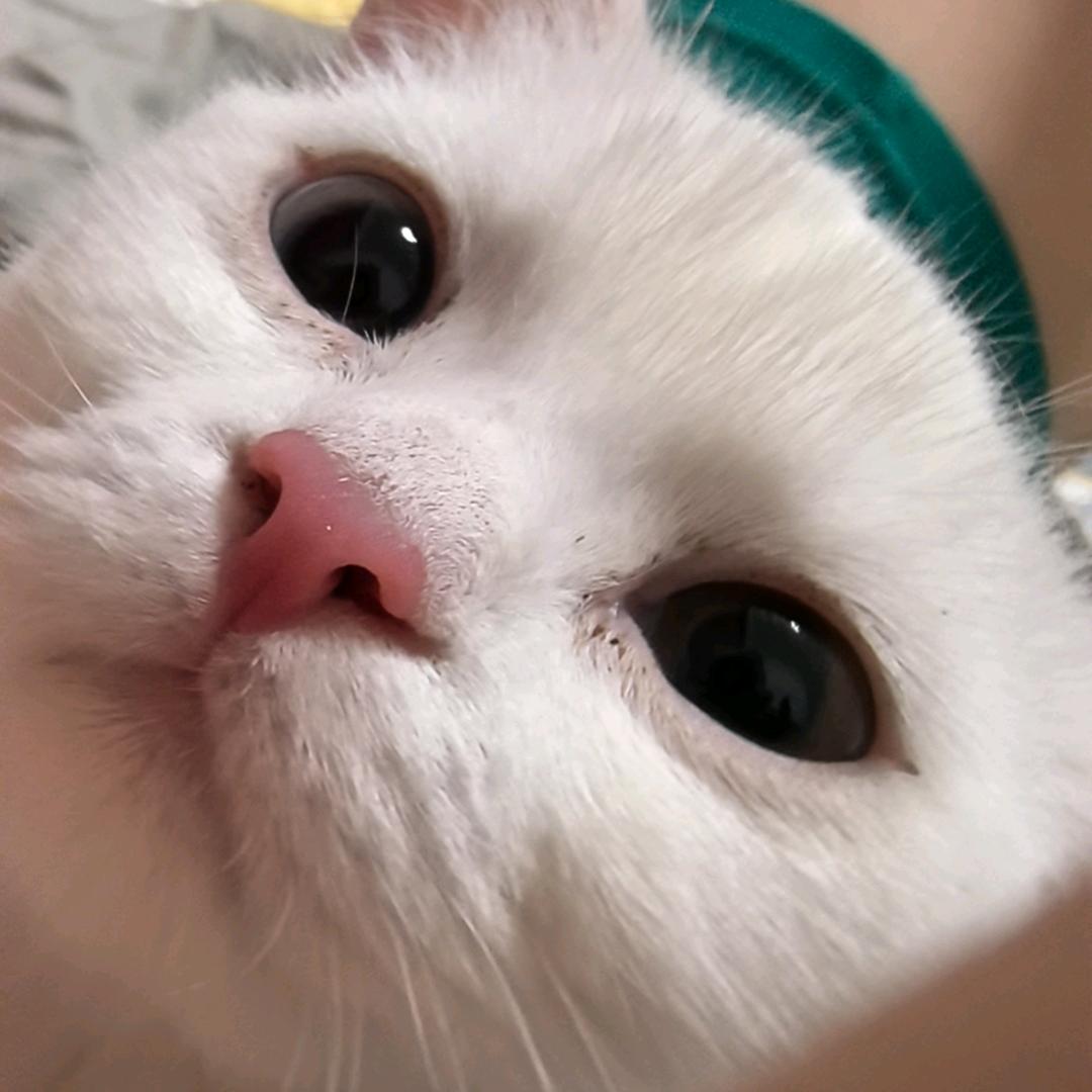 是蕾子呀