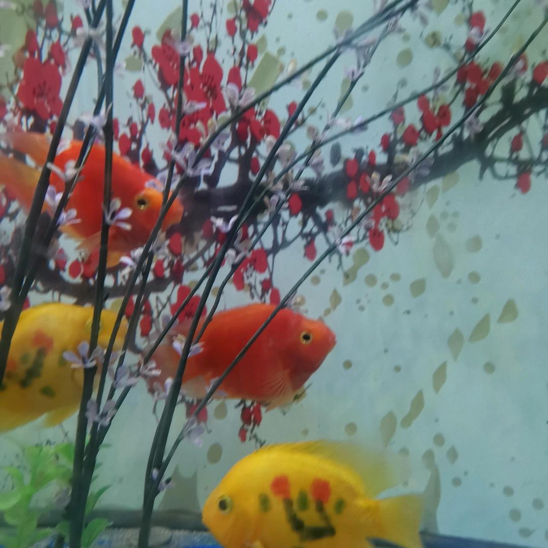 晨风杨，万福山景区20路公交车终点站