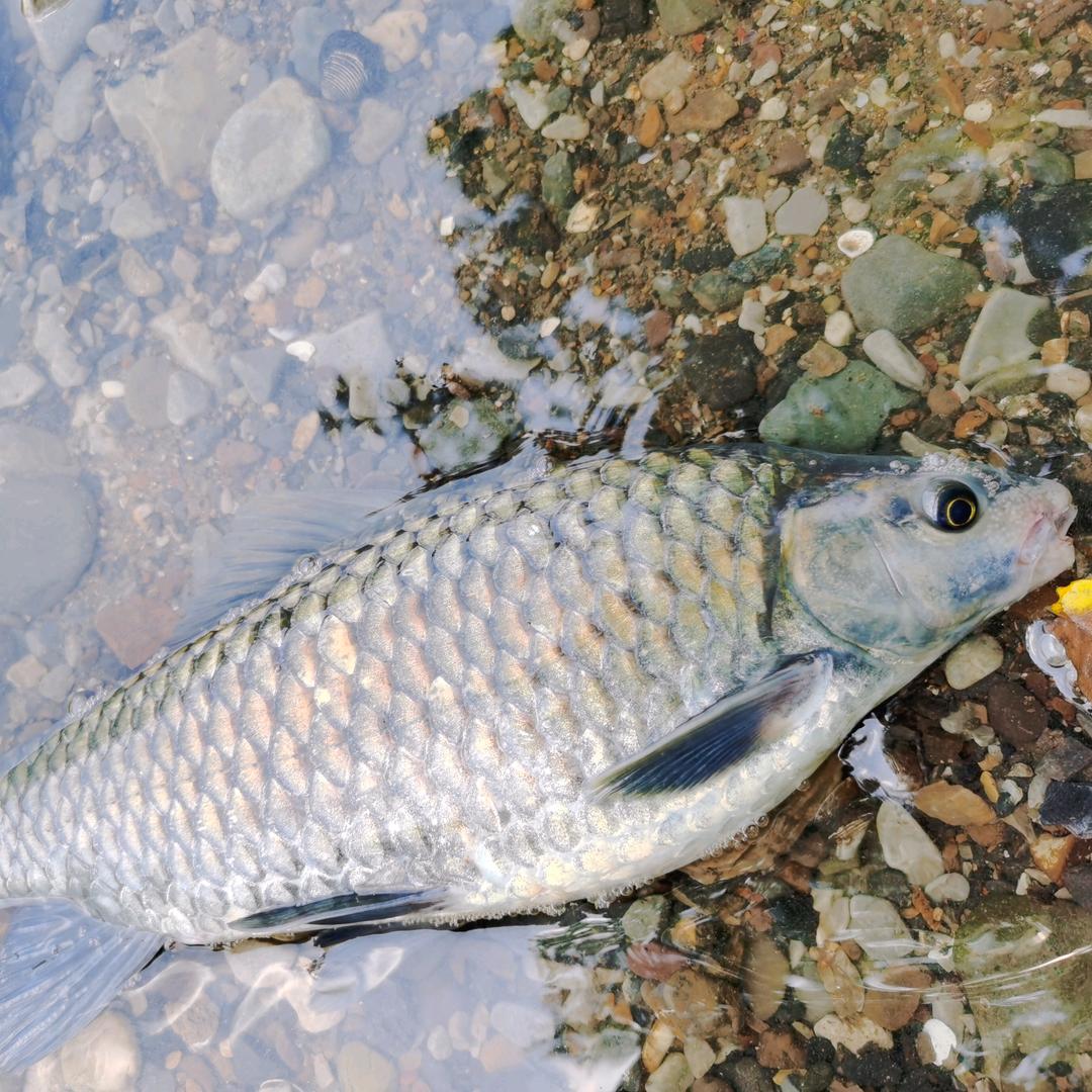 小凌路亚🐠