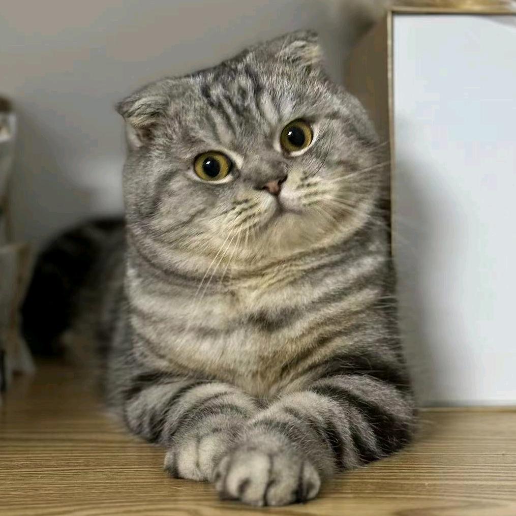 LoveLy 🐱