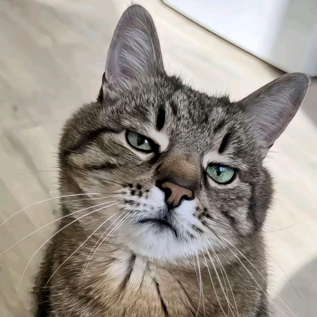 蓝桉