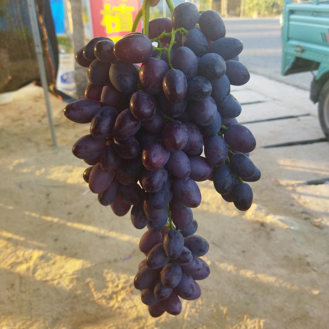 响山潘家富硒葡萄基地