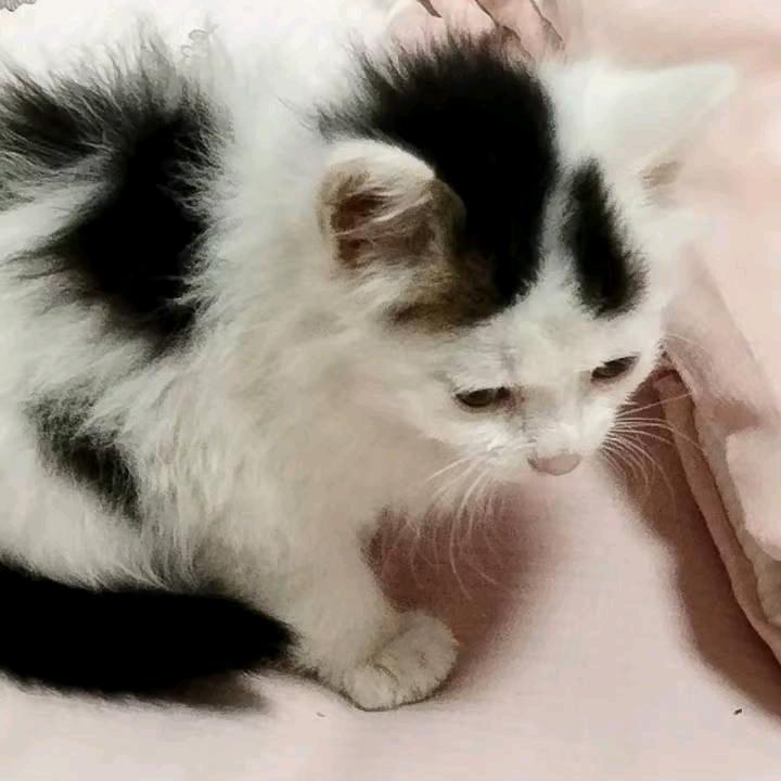 A.哈
