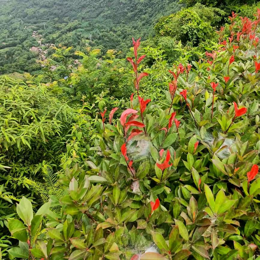 🈷️看🈷️开心