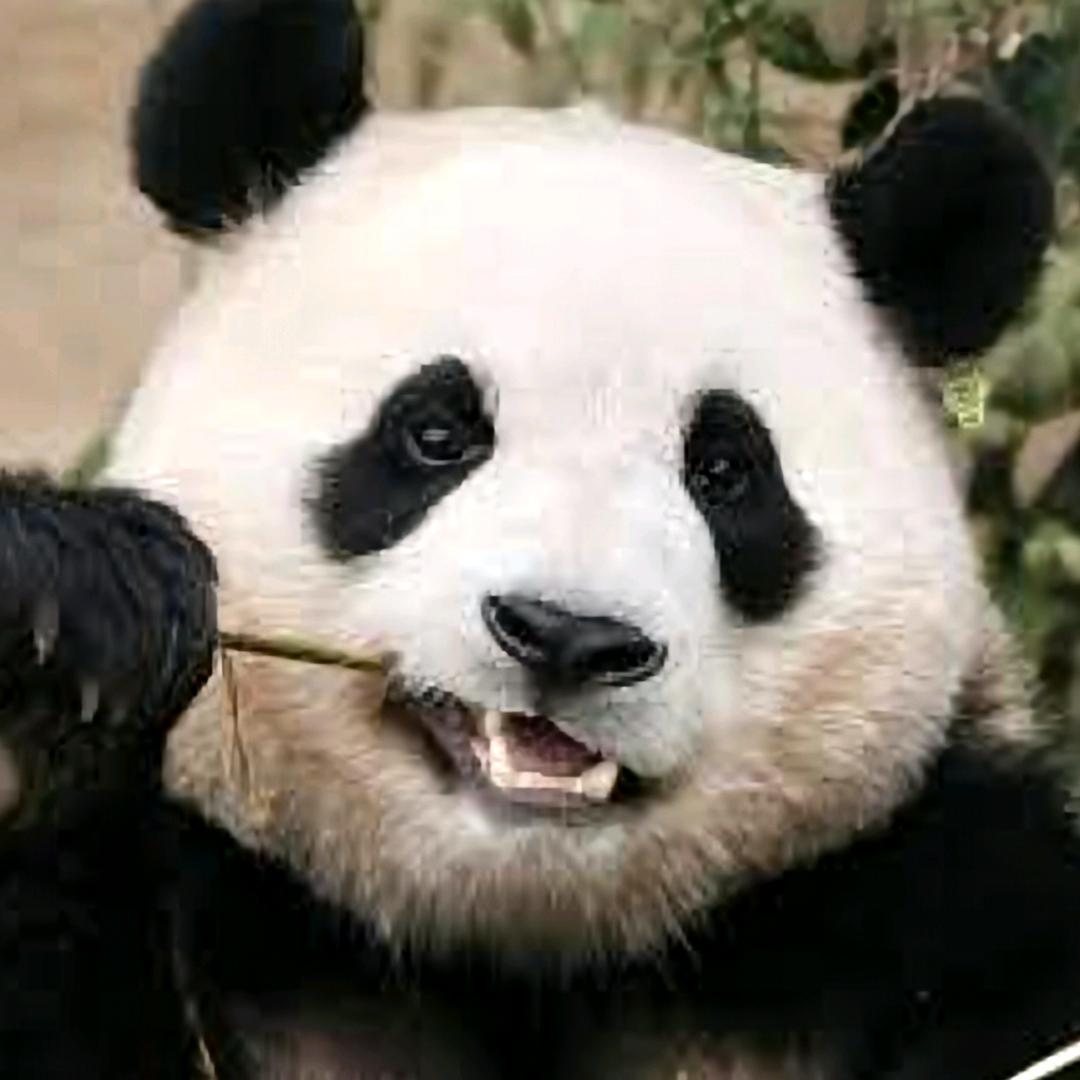 樺@