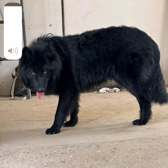 特种狼犬基地