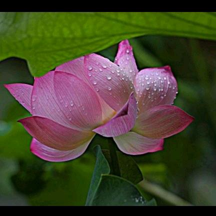 山花烂漫