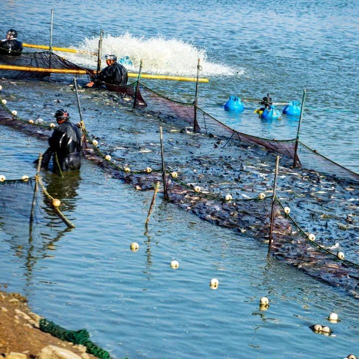 饲料小王^水产新农人