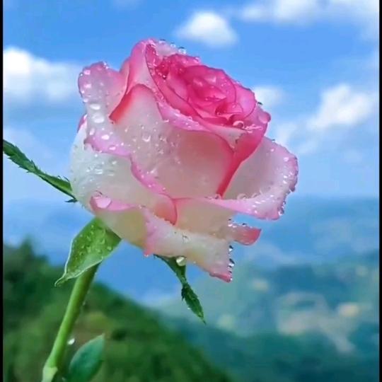 五味子（精华）