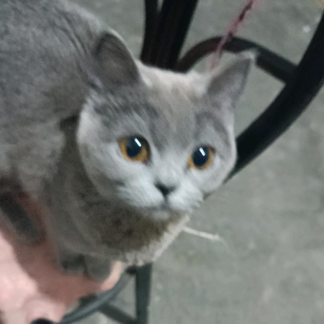 貘头像
