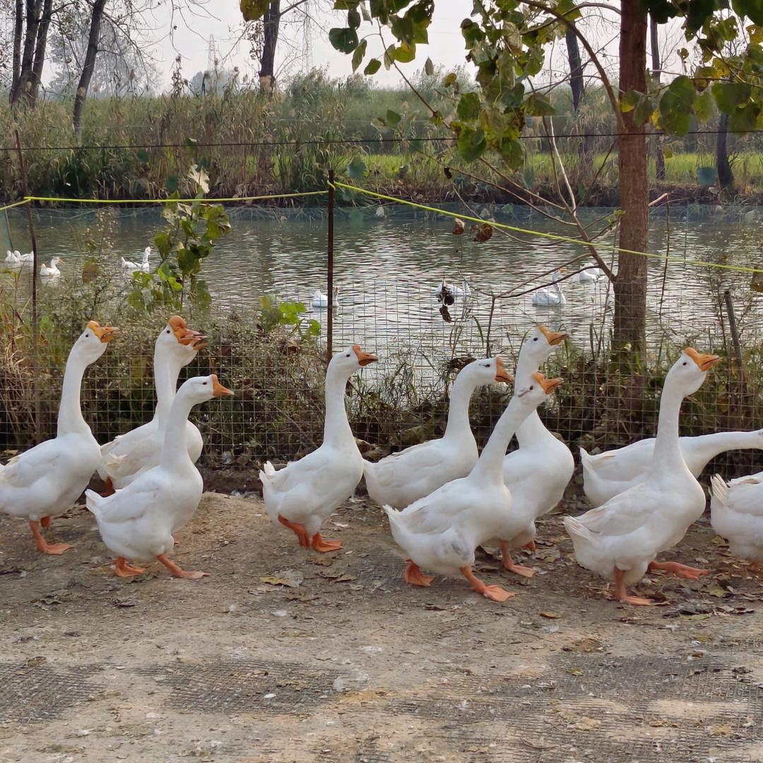 生态白鹅养殖
