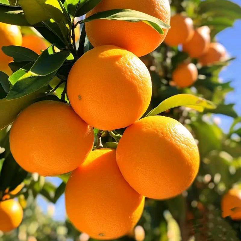 知音屈乡 秭归脐橙