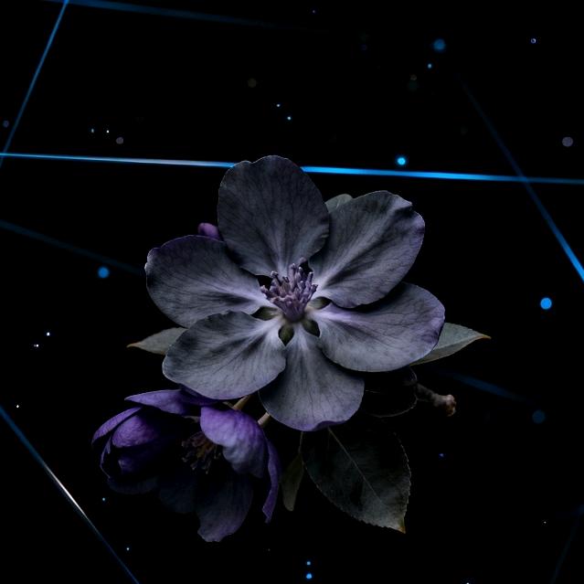 海棠数据说