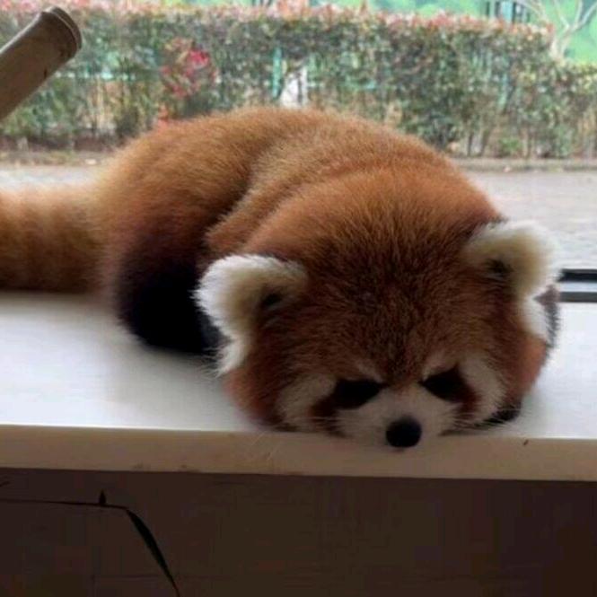 芋泥西米露