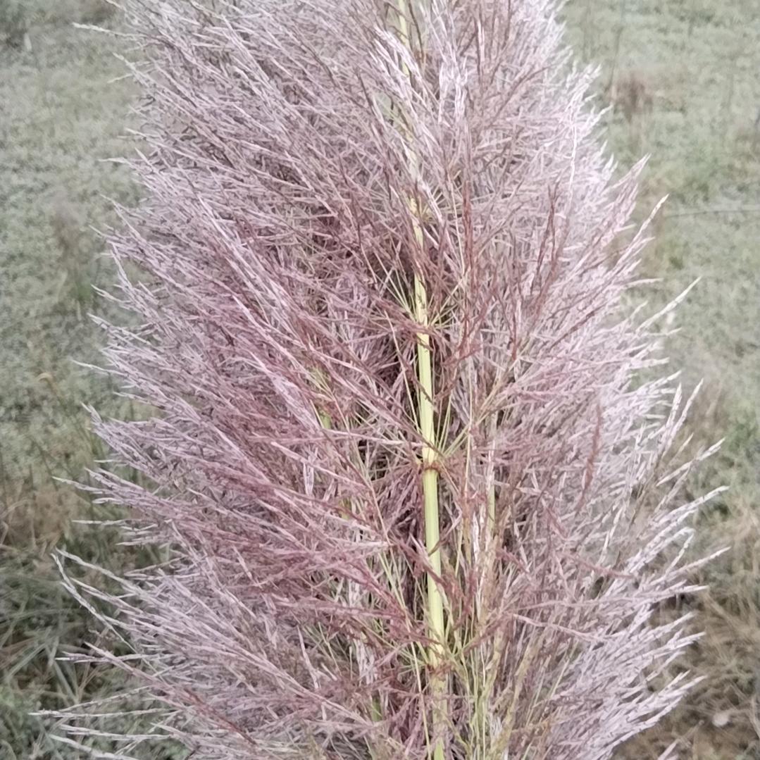 姐夫🍋🍊？？？