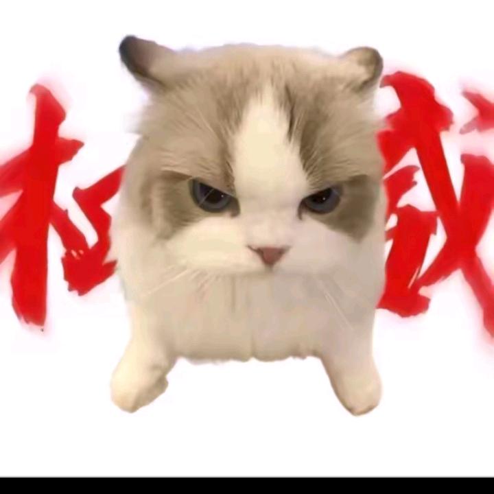 猫meme 小剧场