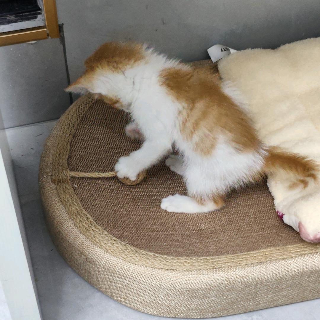 小袁小袁（大步向前）