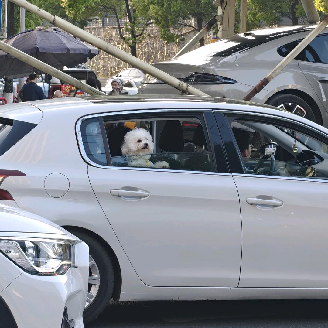 爱吃螺蛳粉的丹dan