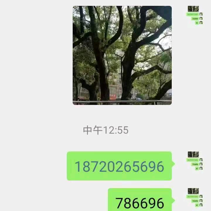 命里神算